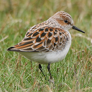 Little Stint